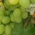 河北邢台大棚里的维多利亚葡萄产地直发保质保量对接全国客商