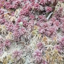 云南怒江大峡谷高山水苔苔藓海花草便宜处理20吨