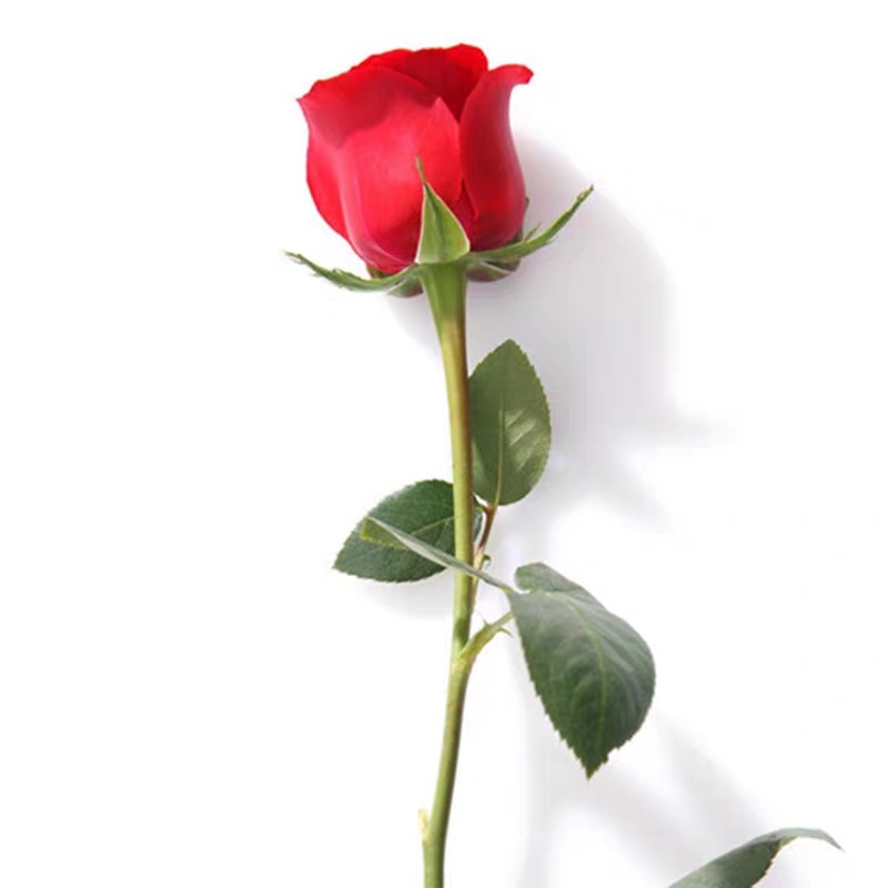《九零》玫瑰花苗四季开花大花阳台庭院盆栽花卉月季扦插苗