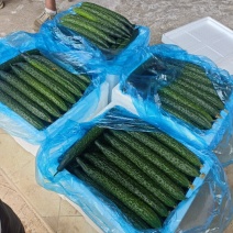 密刺黄瓜大量上市