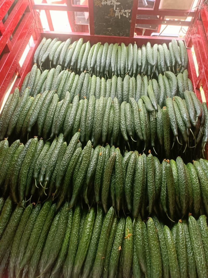 密刺黄瓜大量上市