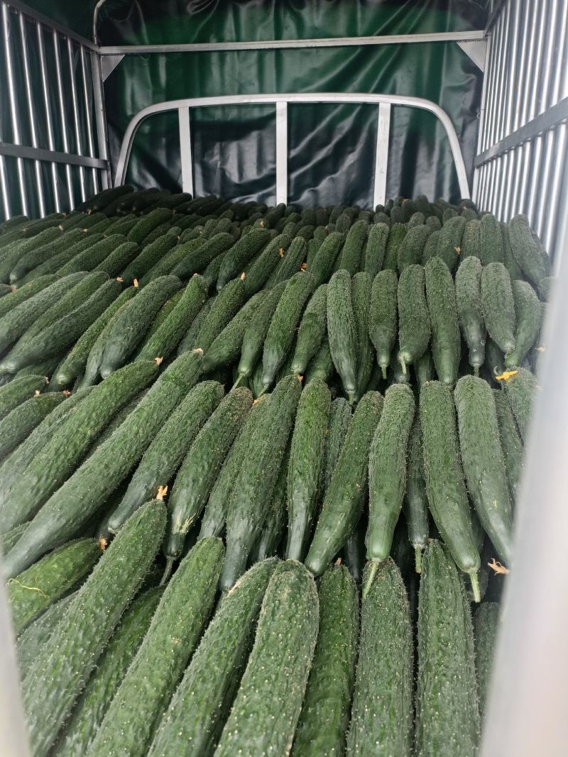 密刺黄瓜大量上市