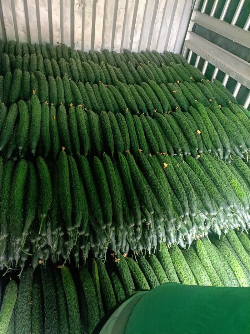 密刺黄瓜大量上市
