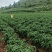 密刺黄瓜大量上市