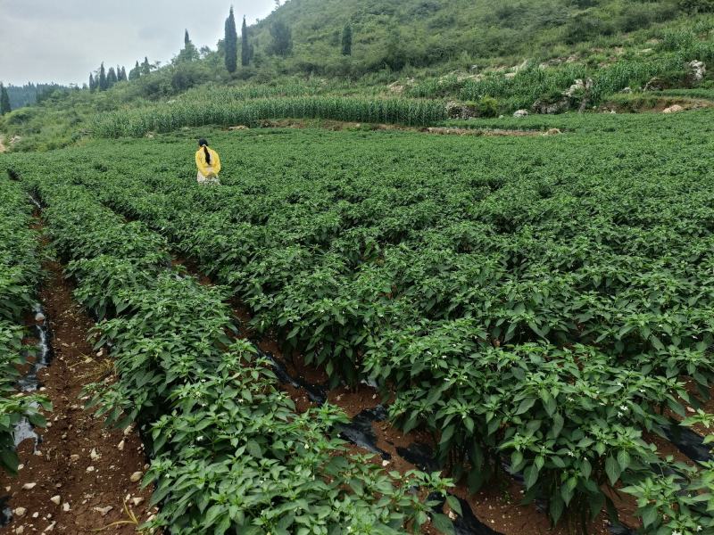密刺黄瓜大量上市