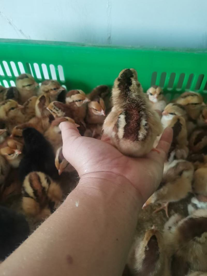 广西灵山土鸡小鸡苗公母苗打好疫苗在发货现货现发