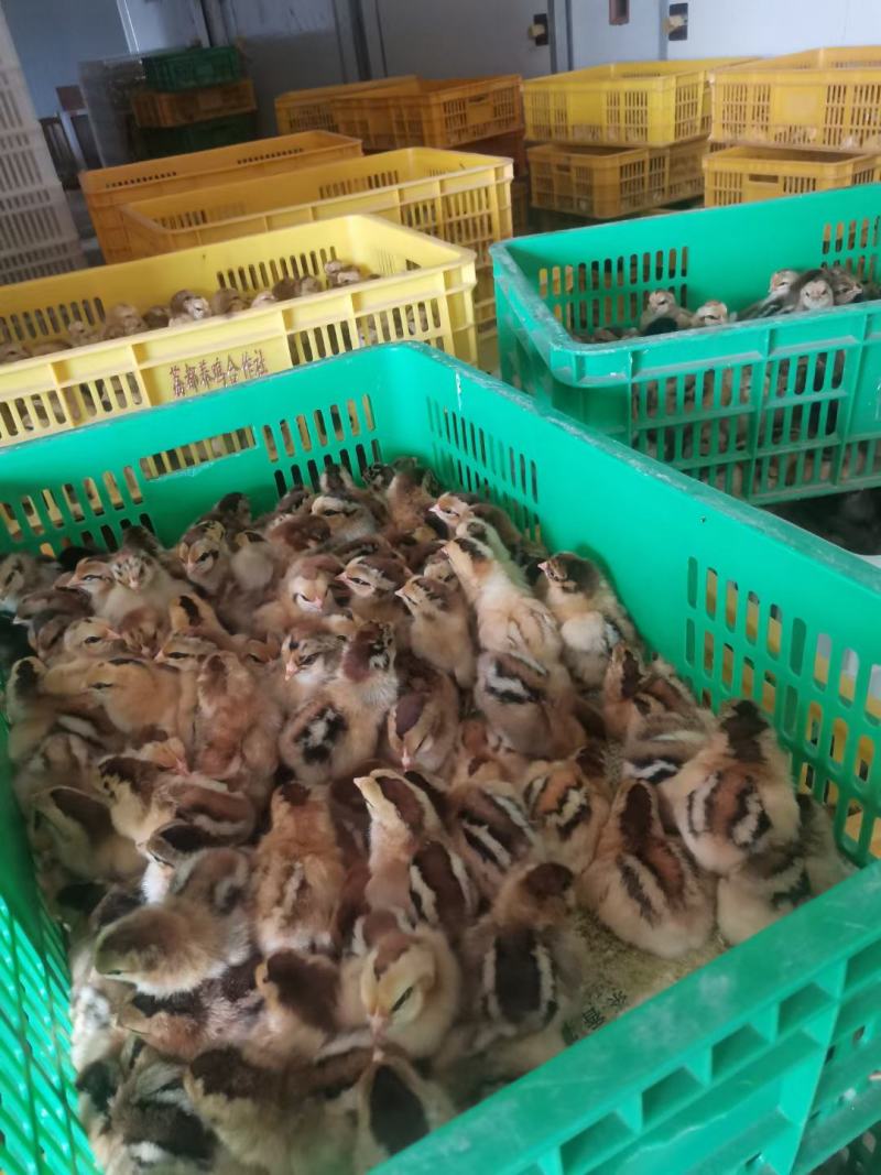 广西灵山土鸡小鸡苗公母苗打好疫苗在发货现货现发