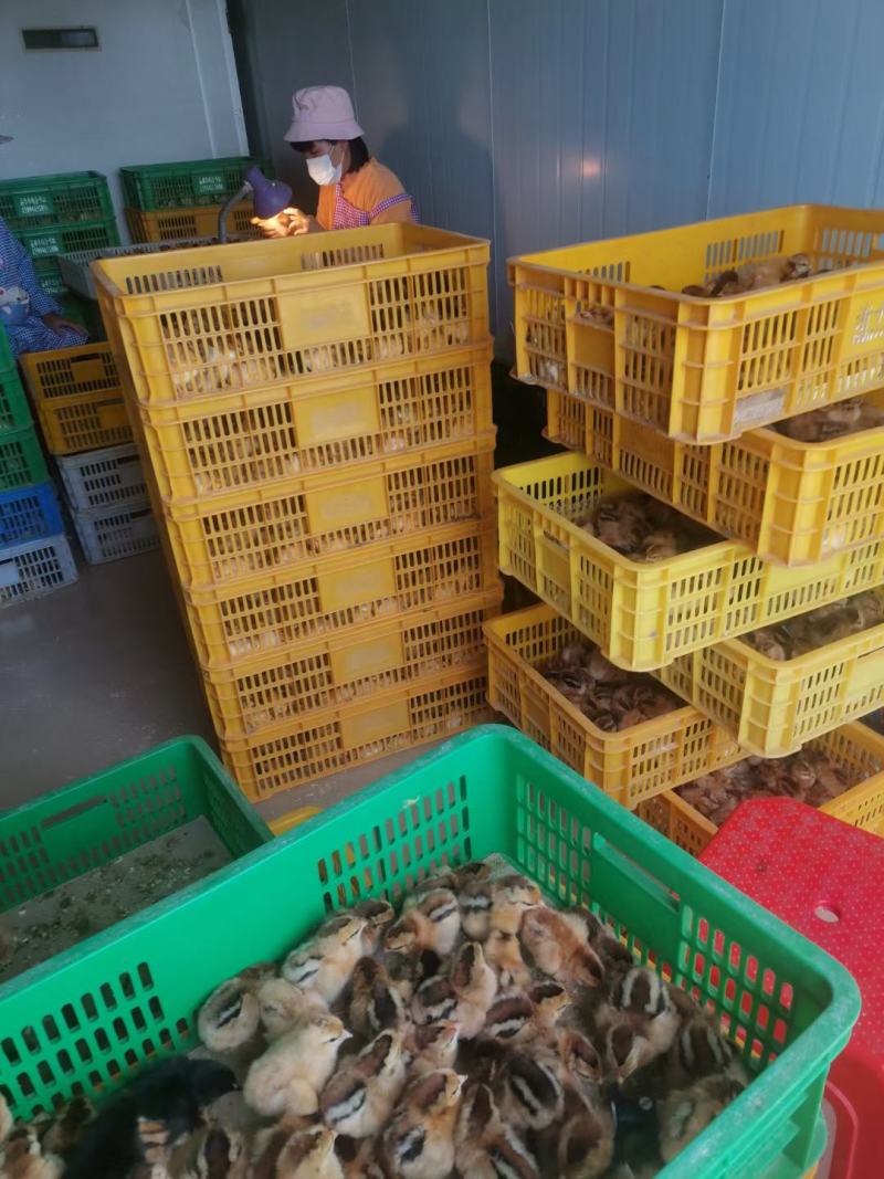 广西灵山土鸡小鸡苗公母苗打好疫苗在发货现货现发