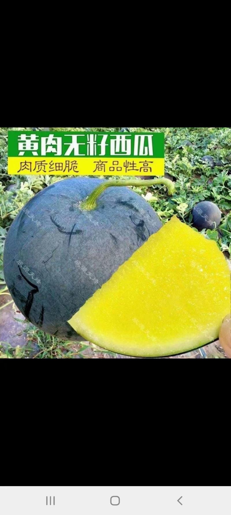 黄瓤无籽西瓜，脆嫩多汁，新鲜采摘