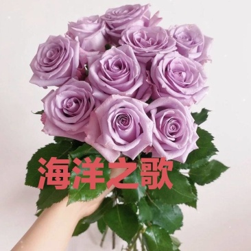 海洋之歌月季小苗紫色玫瑰花苗花卉绿植四季室内盆栽地栽植物