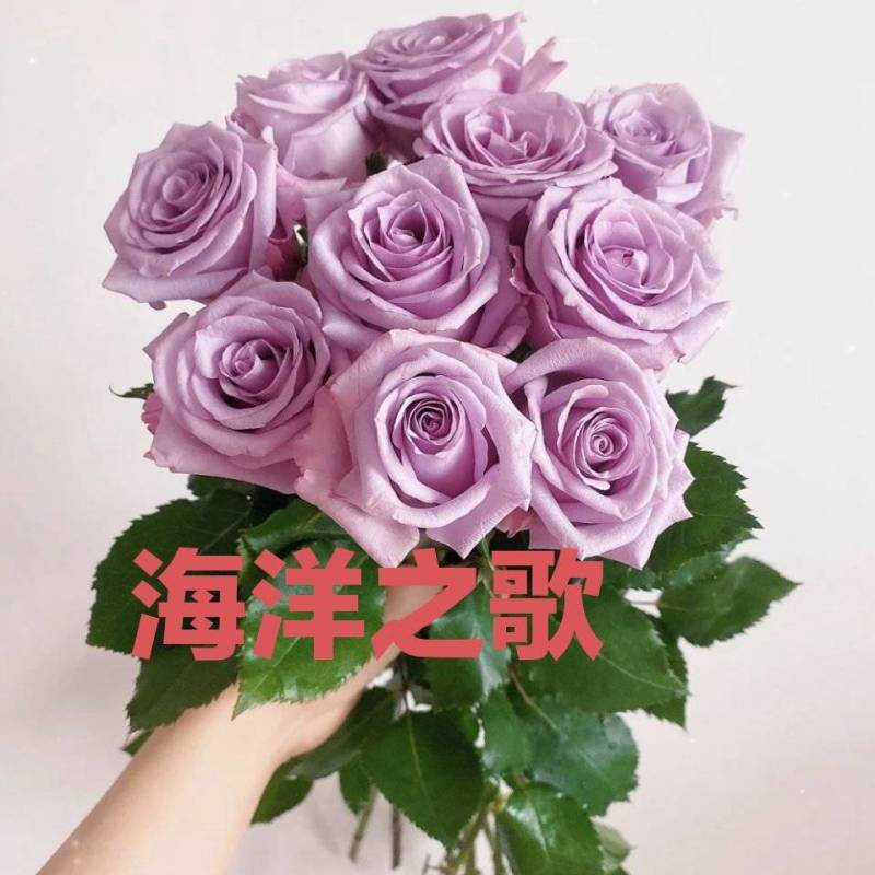 海洋之歌月季小苗紫色玫瑰花苗花卉绿植四季室内盆栽地栽植物