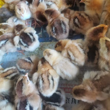 广西灵山土鸡小鸡苗公母苗打好疫苗在发货现货现发