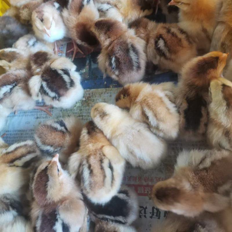 广西灵山土鸡小鸡苗公母苗打好疫苗在发货现货现发