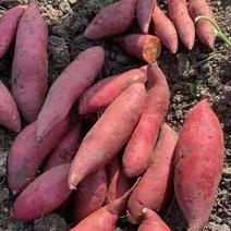 西瓜红红薯自营种植百亩基地直发货源充足欢迎咨询合作