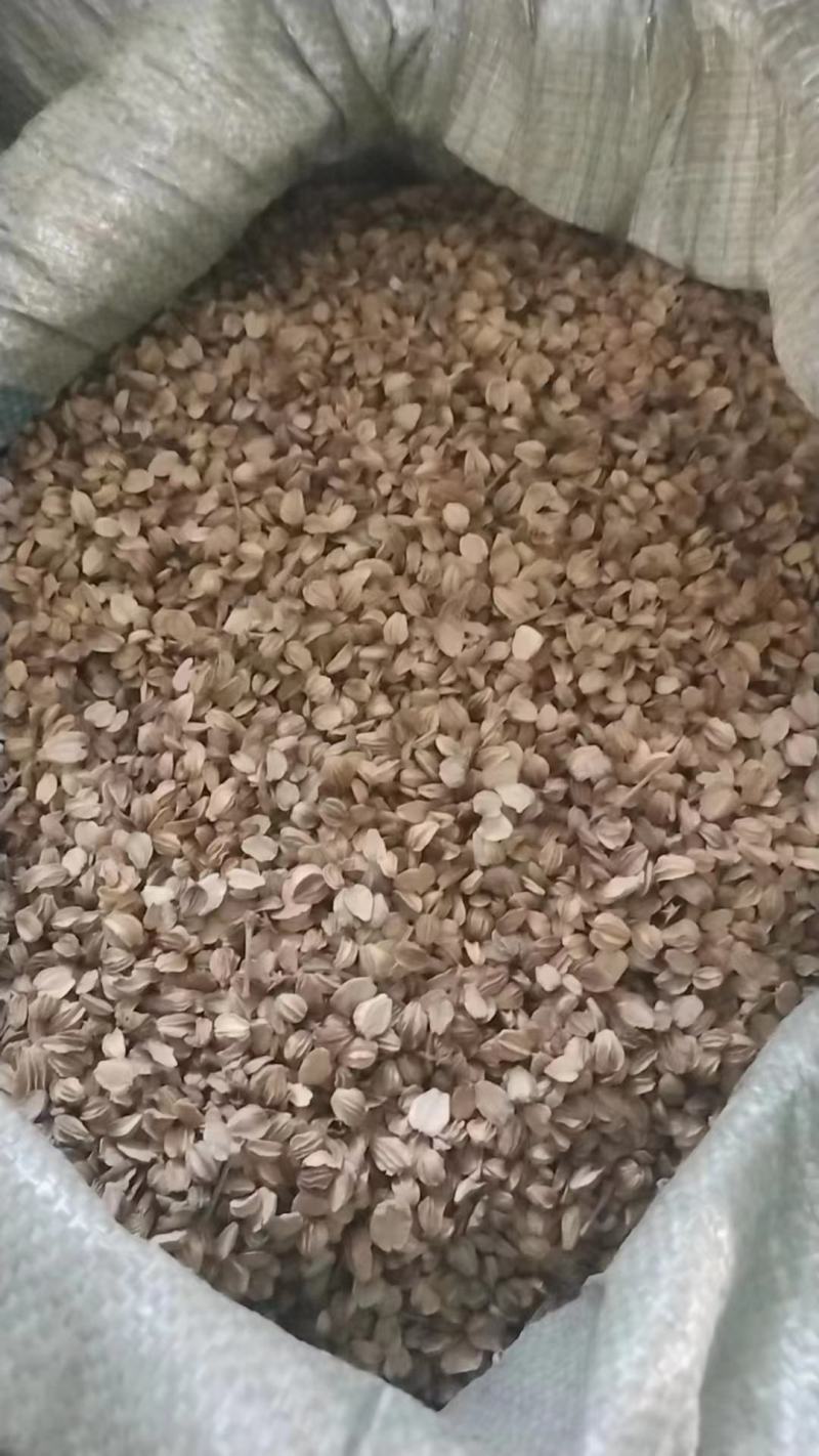 售北沙参种子