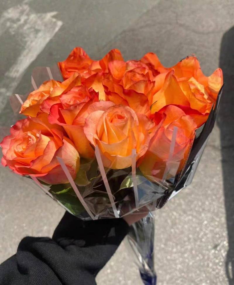 《金辉》复色大花切花月季苗阳台庭院花卉盆栽观花植