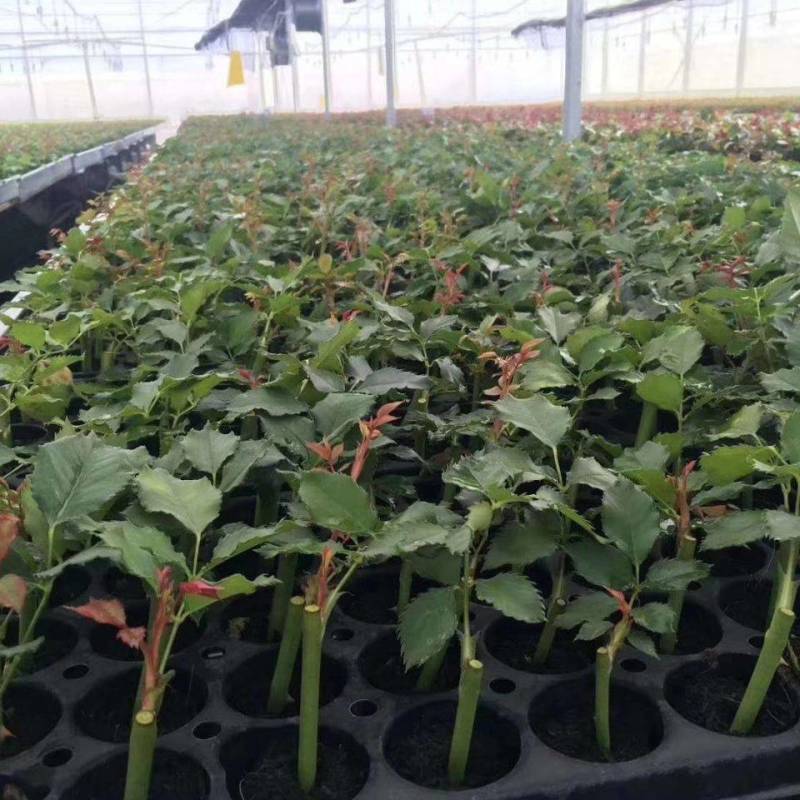 《金辉》复色大花切花月季苗阳台庭院花卉盆栽观花植