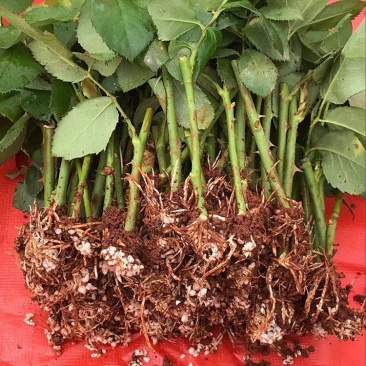 《金辉》复色大花切花月季苗阳台庭院花卉盆栽观花植