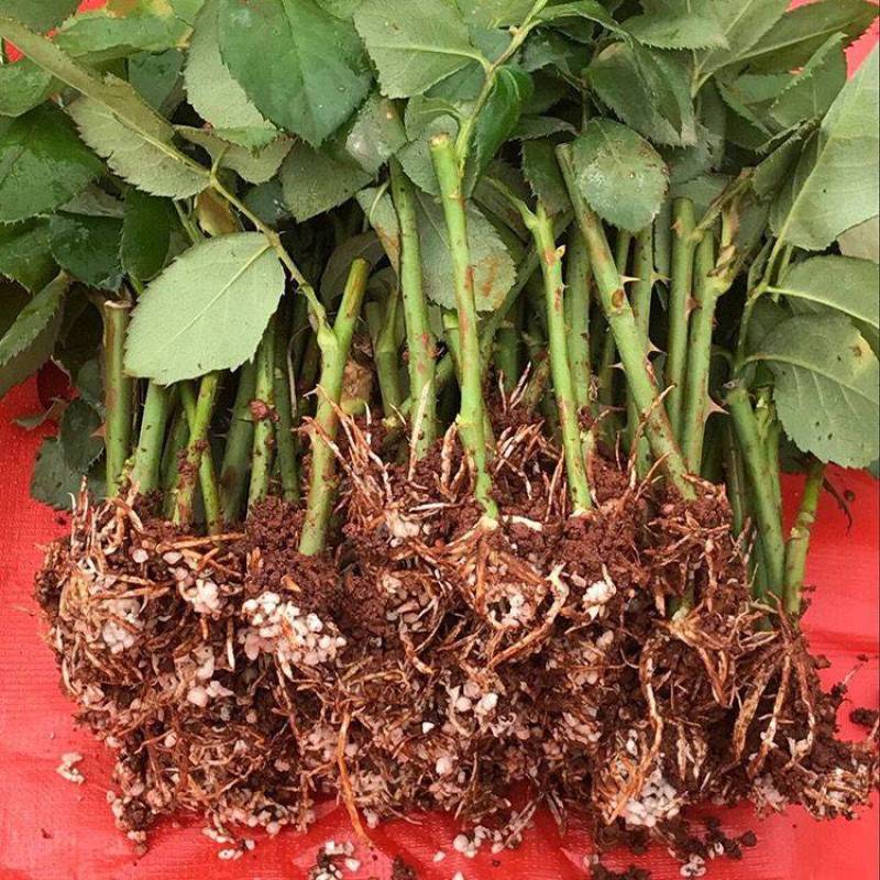 《金辉》复色大花切花月季苗阳台庭院花卉盆栽观花植