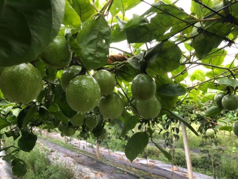 海南钦蜜九号黄金百香果