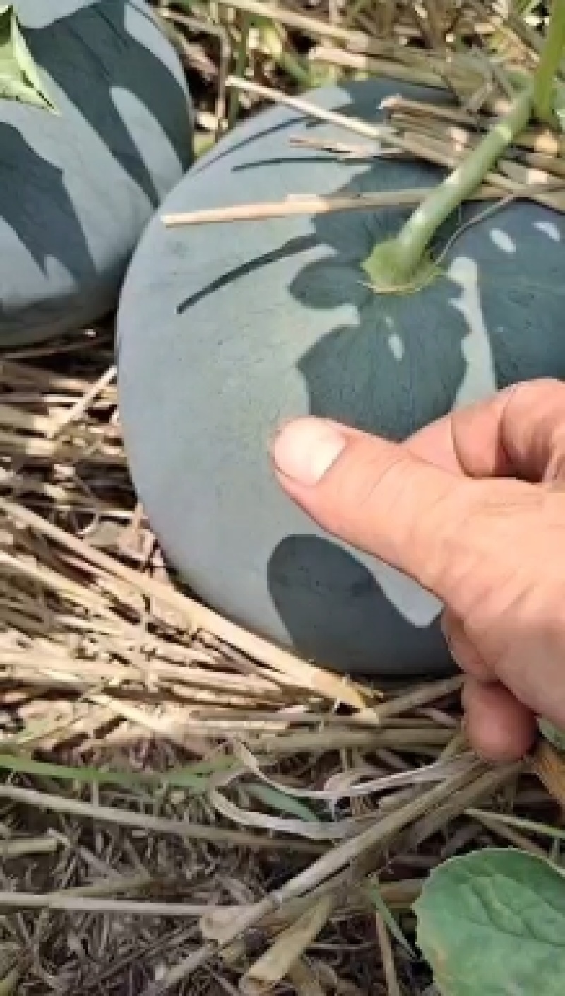 湖北万亩基地精品黑皮无籽西瓜大量供货对接各种平台产地供货