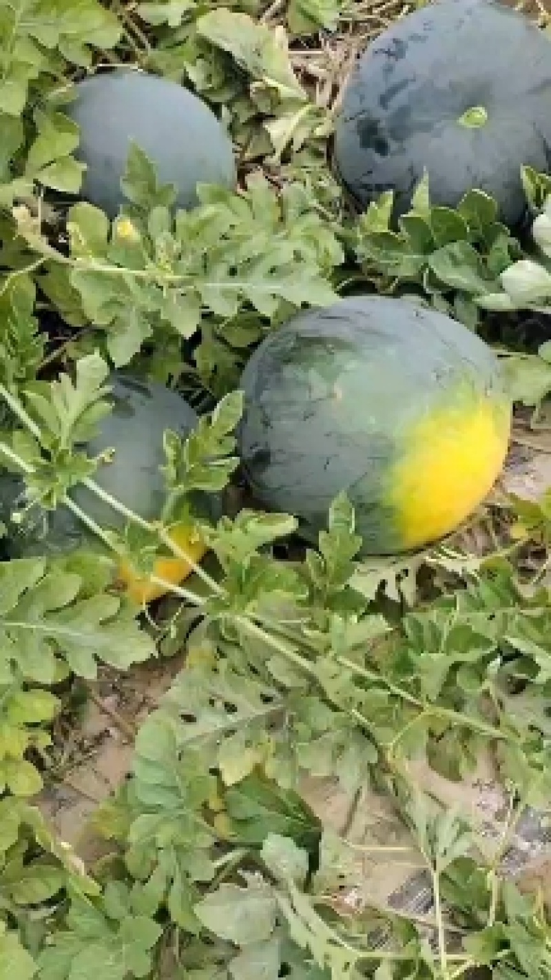 湖北万亩基地精品黑皮无籽西瓜大量供货对接各种平台产地供货