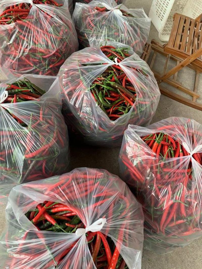 三号线椒以上市，欢迎新老客户订购！