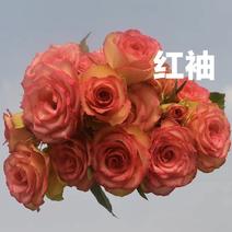 《红袖》玫瑰小苗阳台月季花浓香大花切花玫瑰盆栽室内外花卉