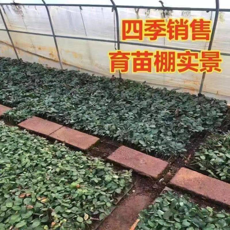 《红袖》玫瑰小苗阳台月季花浓香大花切花玫瑰盆栽室内外花卉