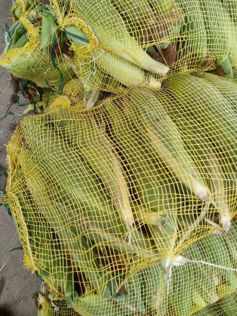 花玉米，白玉米，黄玉米大量上市中有需要联系