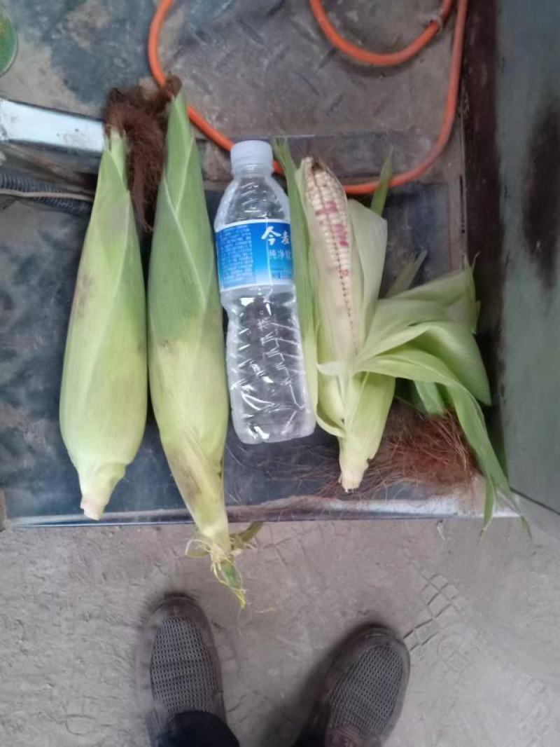 花玉米，白玉米，黄玉米大量上市中有需要联系