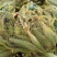 花玉米，白玉米，黄玉米大量上市中有需要联系