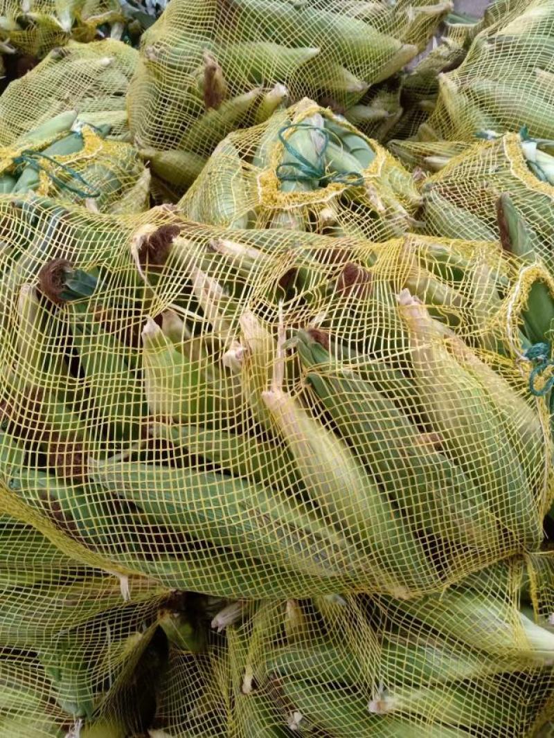 花玉米，白玉米，黄玉米大量上市中有需要联系