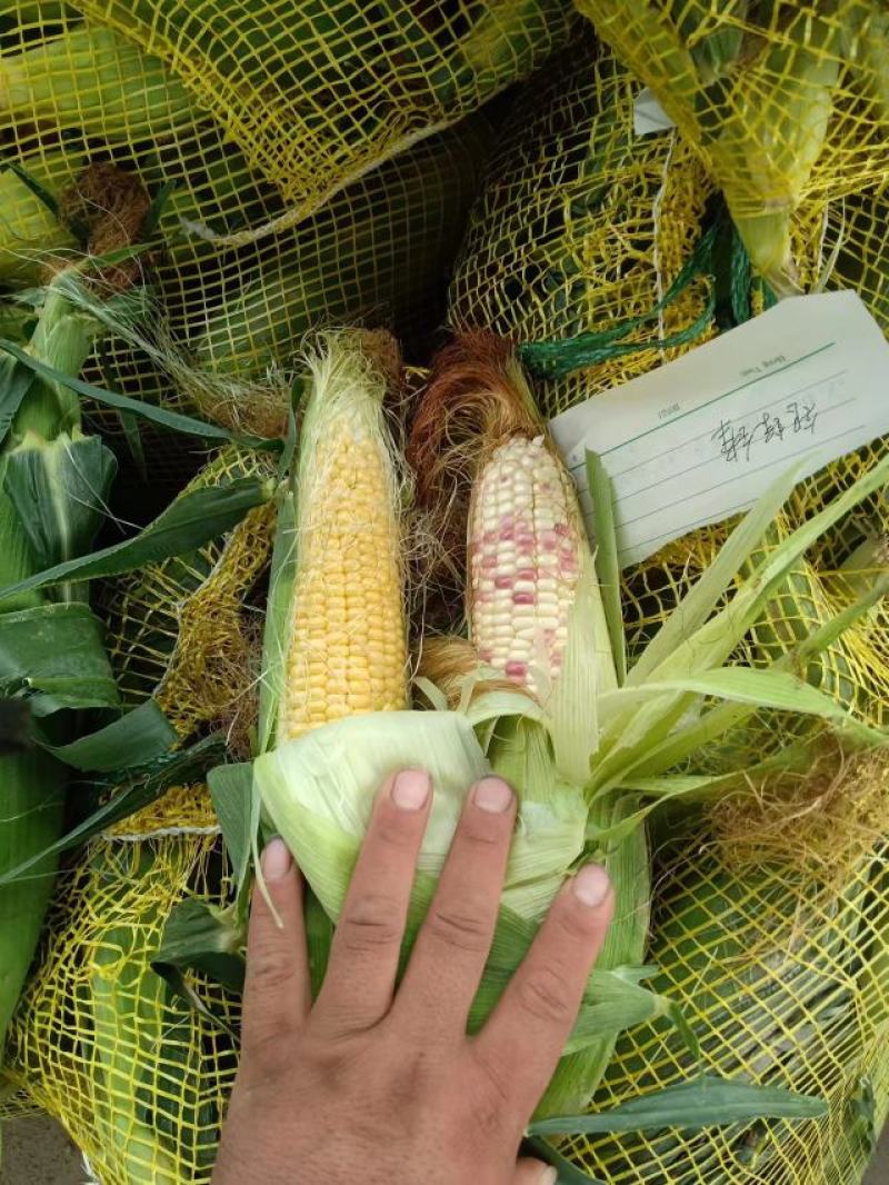 花玉米，白玉米，黄玉米大量上市中有需要联系