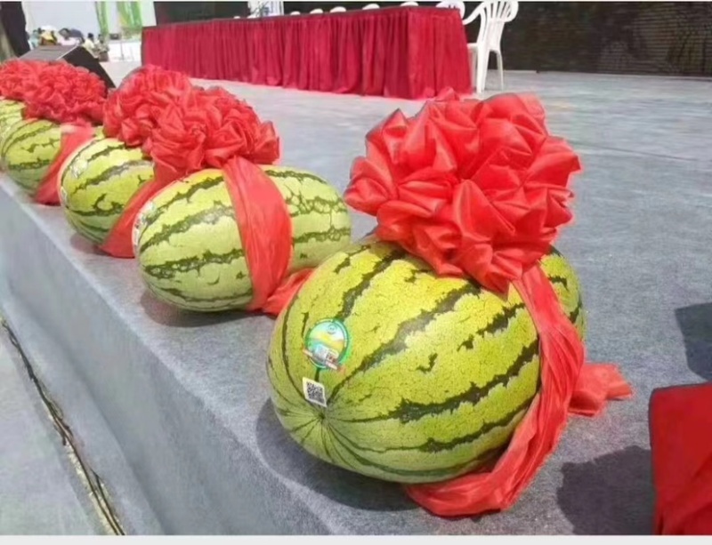【精选】中卫西瓜金城5号西瓜头茬瓜大量上市中