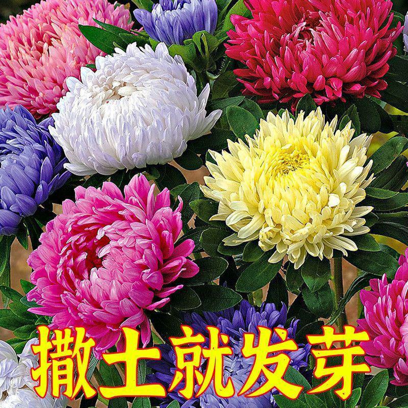 翠菊种子混色翠菊花种籽耐热阳台盆栽庭院四季播易活花海景观