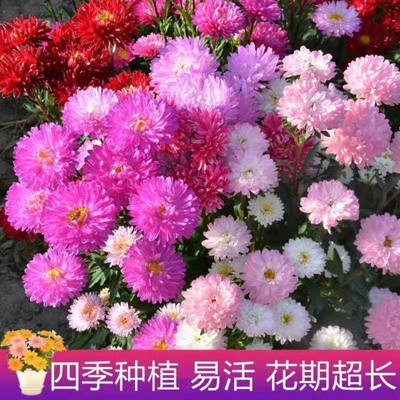 翠菊种子混色翠菊花种籽耐热阳台盆栽庭院四季播易活花海景观