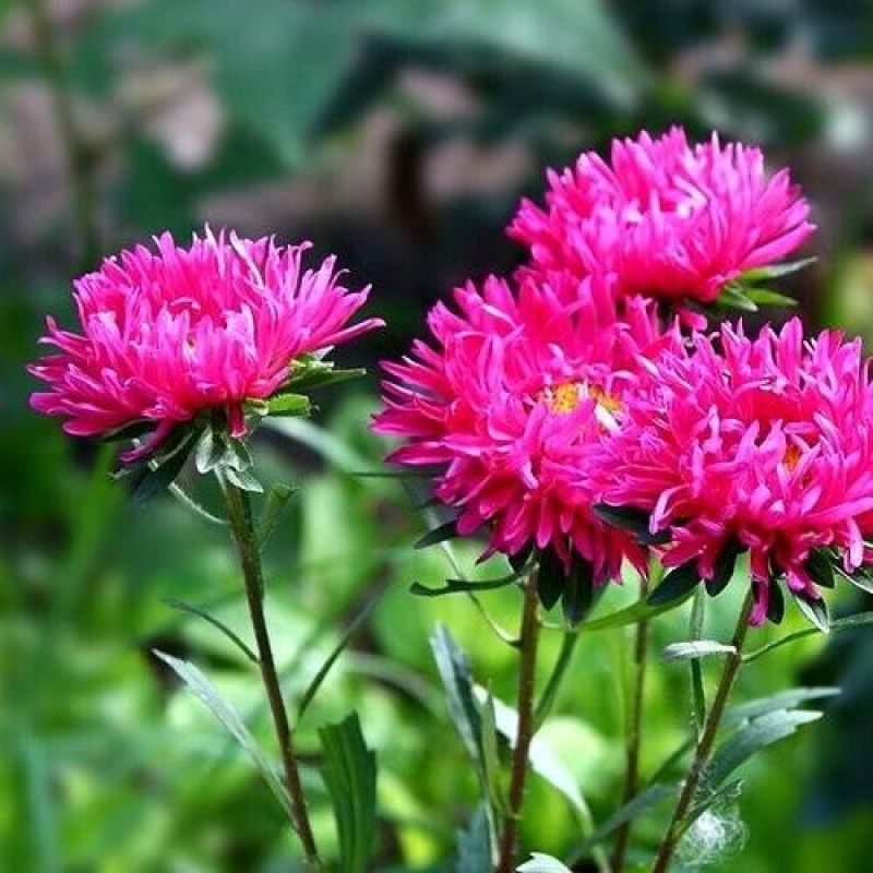 翠菊种子混色翠菊花种籽耐热阳台盆栽庭院四季播易活花海景观