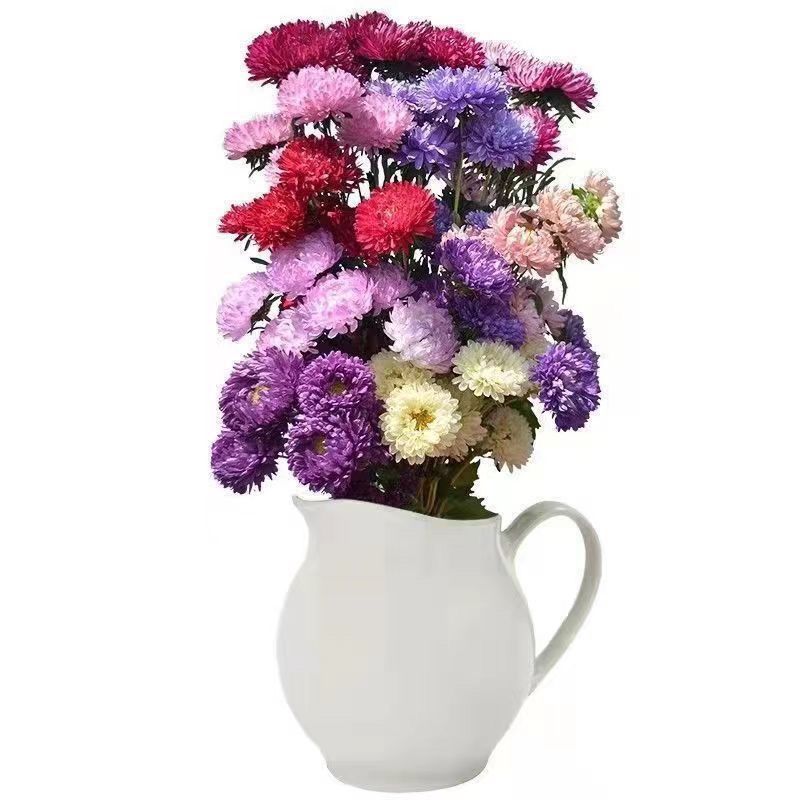 翠菊种子混色翠菊花种籽耐热阳台盆栽庭院四季播易活花海景观