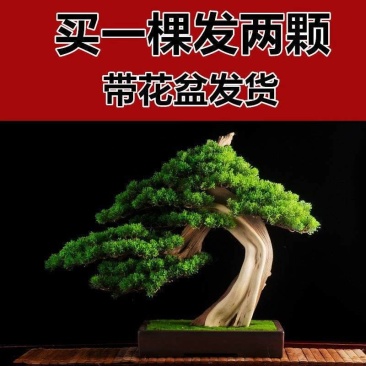 买一发2迎客松的盆景花卉室内外四季常青耐寒地柏造型苗盆栽