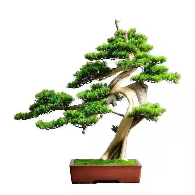买一发2迎客松的盆景花卉室内外四季常青耐寒地柏造型苗盆栽
