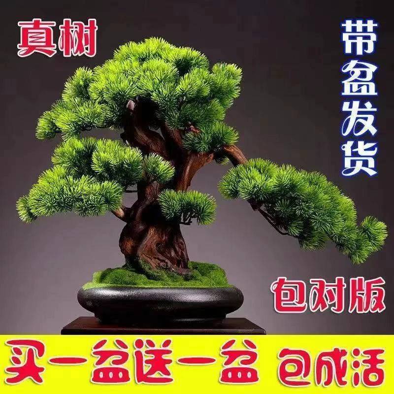 买一发2迎客松的盆景花卉室内外四季常青耐寒地柏造型苗盆栽