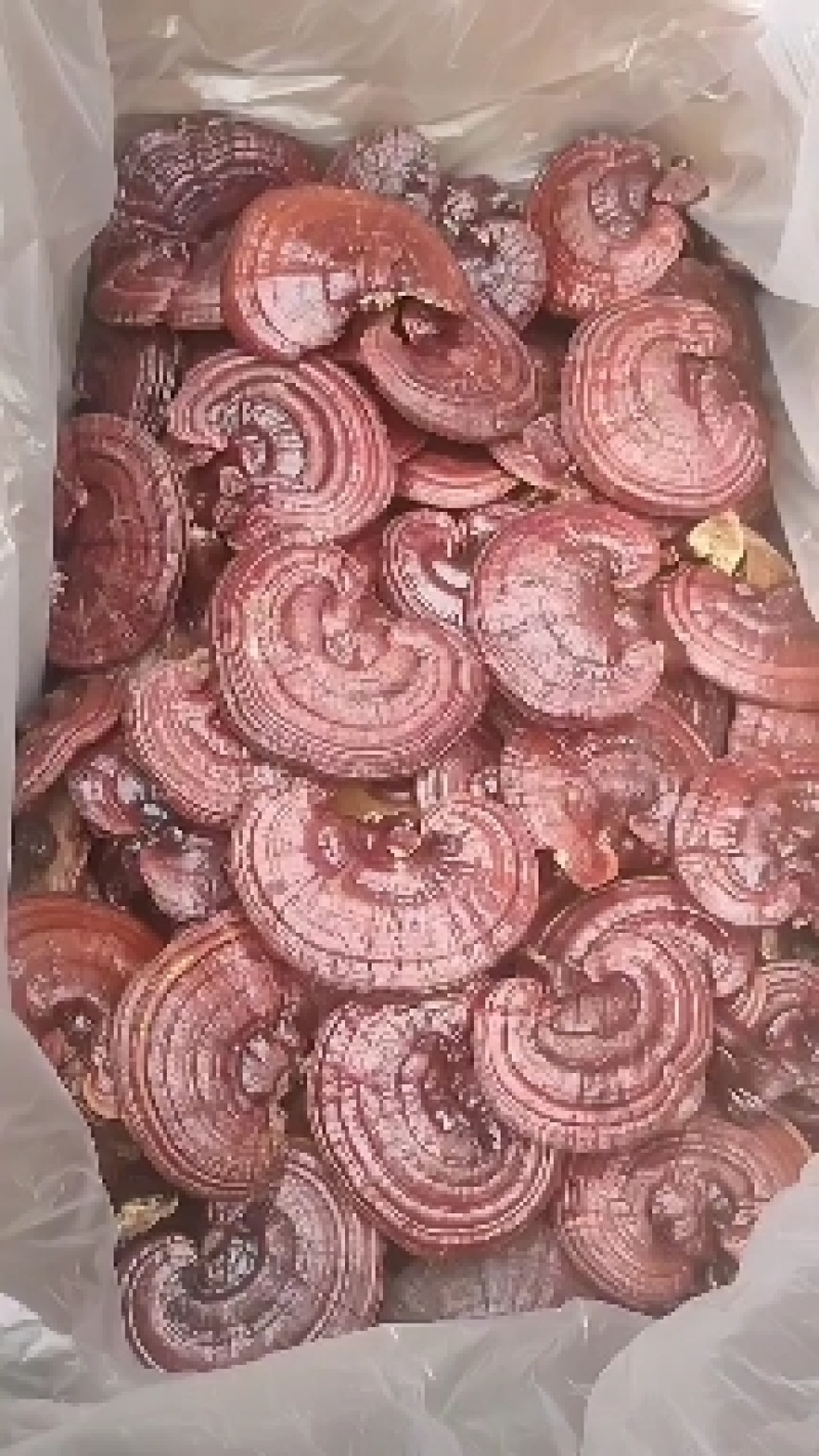灵芝红灵芝紫灵芝产地直销，诚信经营，质量保证