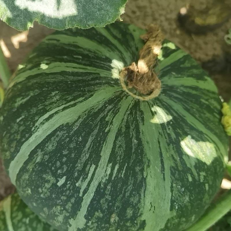 辽宁锦州凌海新西兰南瓜。精品板栗南瓜，货源充足，质量保证