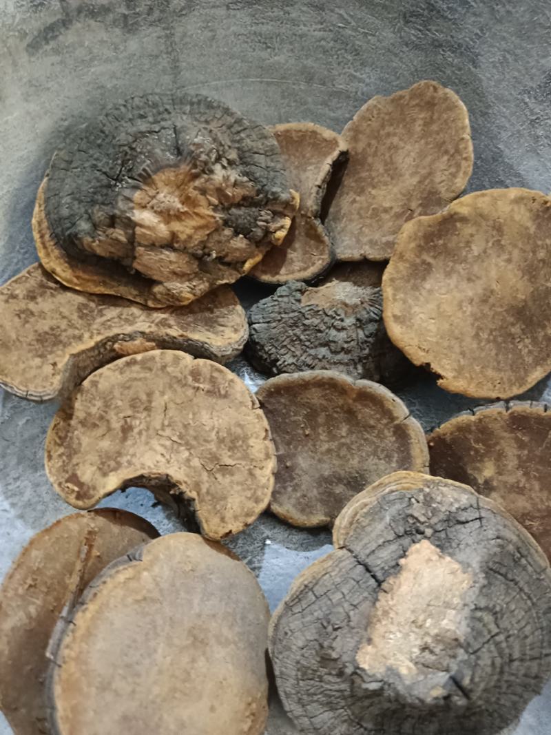 槐耳，槐鹅，槐菌产地直销，实拍现货24小时内发货