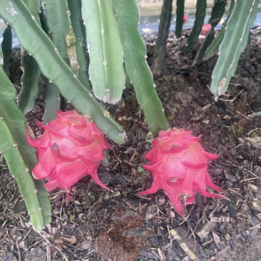 大量火龙果，京都一号供应代办