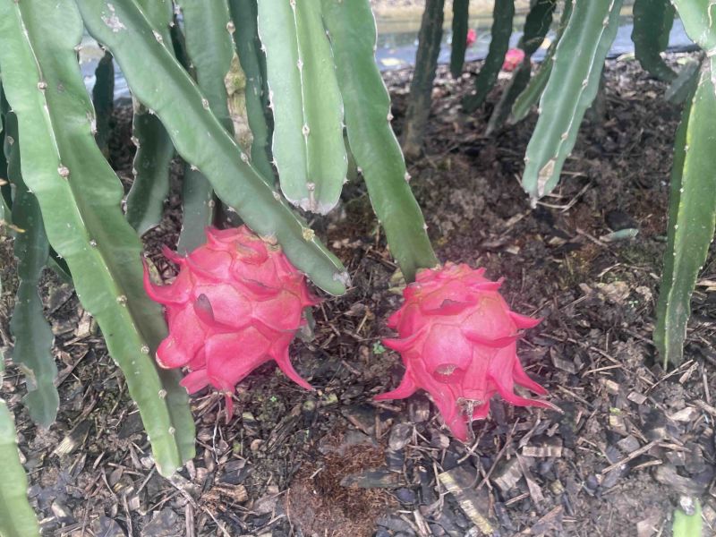 大量火龙果，京都一号供应代办