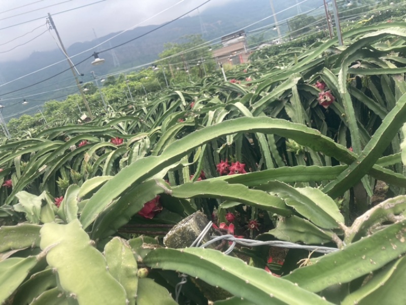 大量火龙果，京都一号供应代办