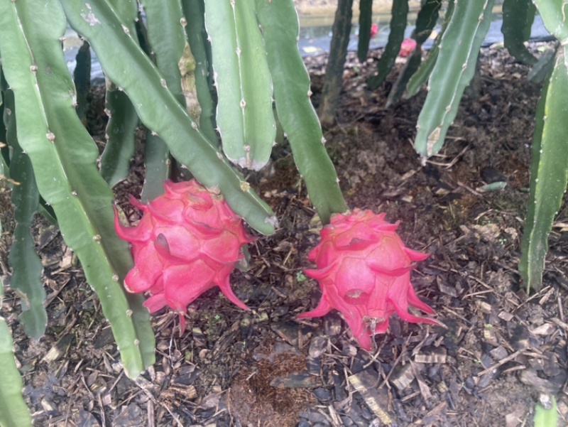 大量火龙果，京都一号供应代办