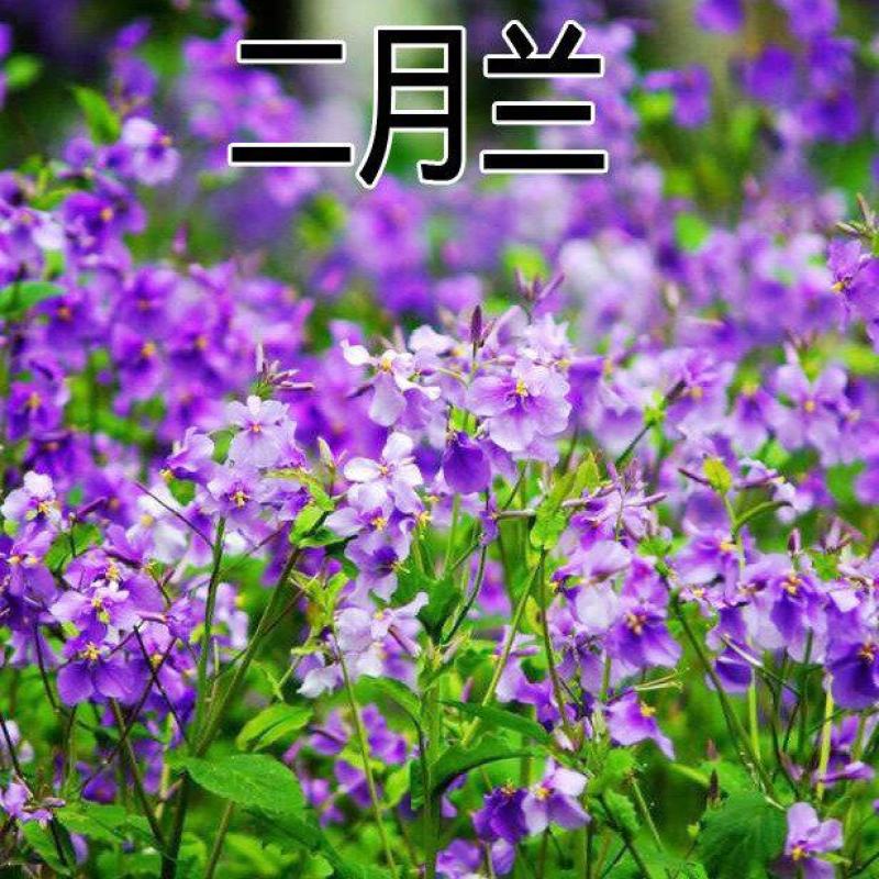 二月兰种子耐寒耐阴景观花卉花草籽四季易播诸葛菜菜子花园艺